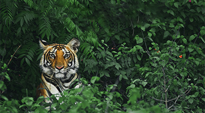 WILD KARNATAKA